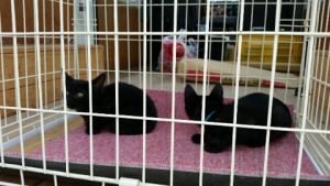 この子たちが家にきて3年目になりました。