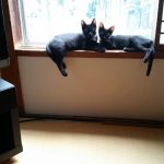 畳の忙し7月が来ましたよ^^