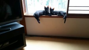 畳の忙し7月が来ましたよ＾＾