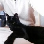 僕の横で暑さをアピールする愛猫たちに癒されるのでした。