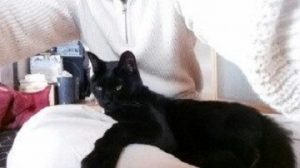 僕の横で暑さをアピールする愛猫たちに癒されるのでした。