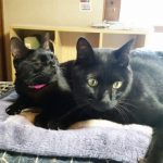 ためていた畳工事もようやく終わりましたので遊んでます。