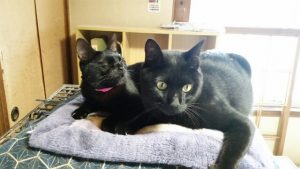 ためていた畳工事もようやく終わりましたので遊んでます。