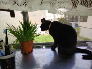 魚沼市のお客様から2件ほど畳の表替え工事のご紹介を頂きました。